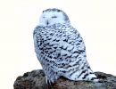 snowy owl credit m good