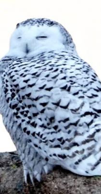 snowy owl credit m good